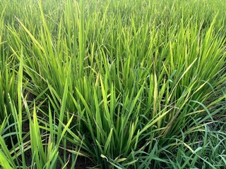 Yellow rice plants due to pests