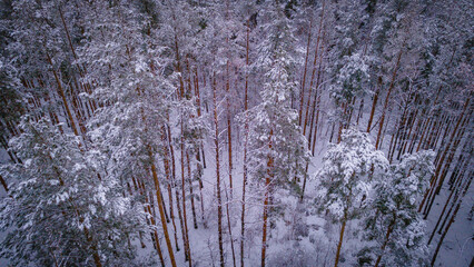 winter forest landscape in the wild