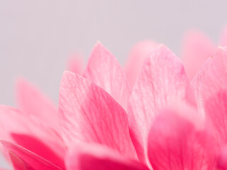 ピンク色のアネモネの花のアップ28