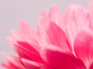 Fototapeta premium ピンク色のアネモネの花のアップ29