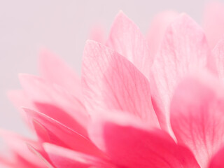 Obraz premium ピンク色のアネモネの花のアップ30