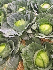 Young cabbage grows in the field.