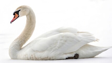 Fototapeta premium White Swan on Snow