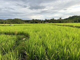 Landscape In the rice field with young rice with sky