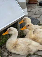 Three Dirty Ducks Resting on a Sidewalk