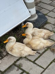 Three Dirty Ducks Resting on a Sidewalk