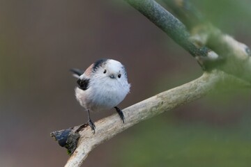 A cute long tailed tit sits on a branch. Portrait of a long tailed tit in the nature habitat. Aegithalos caudatus
