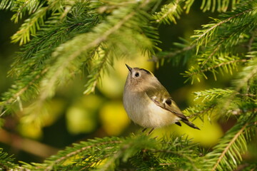 A coldcrest sits on a spruce twig. Portrait of a cute goldcrest in the nature habitat. Regulus regulus.