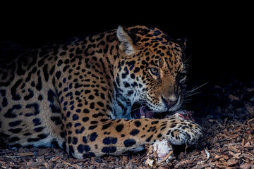 Male Jaguar