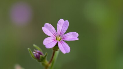 Fototapeta premium Delicate pink wildflower with green buds blooming in soft blurred natural background for spring garden decoration, floral design, nature photography, and botanical illustration inspiration