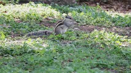 Indian palm squirrel or three-striped palm squirrel