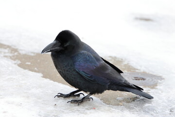 raven