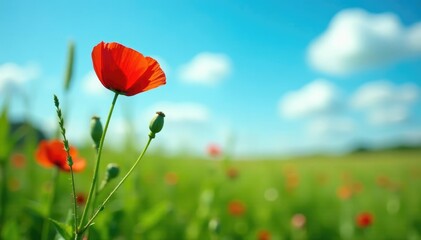 Naklejka premium A delicate poppy grows amidst tall grasses in an English meadow against a bright blue sky, england, field