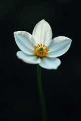 Obraz premium A delicate white flower blooms on a dark background, simple, flower, white