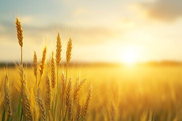 Golden wheat field under warm sunlight with soft horizon representing agriculture nature rural landscape and organic farming for food production and sustainability