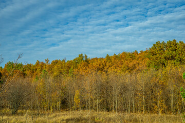 night starscape in the countryside