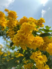 Yellow flowers exposed to sunlight seemed to shine brightly, their soft petals gleaming like gold when the light touched them. The yellow color is so vibrant, creating a beautiful contrast against 