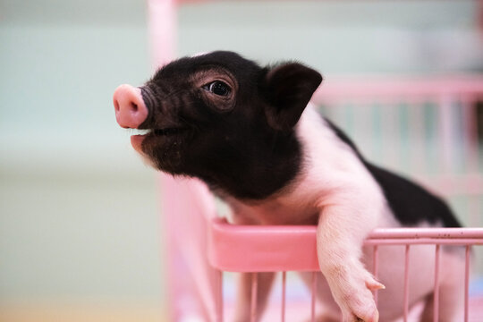 cute small mini pig pet side view