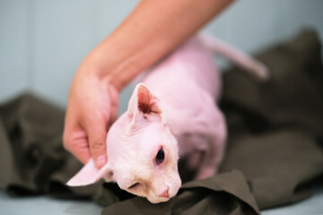 hand stroke Sphynx hairless cat pet indoor