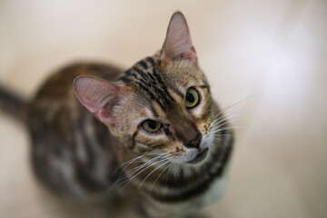 Leopard Cat pet head looking up