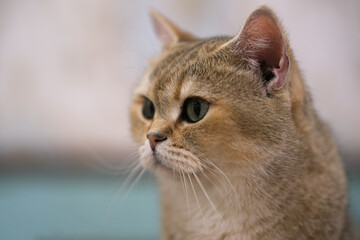 Naklejka premium British Shorthair cat pet head close up