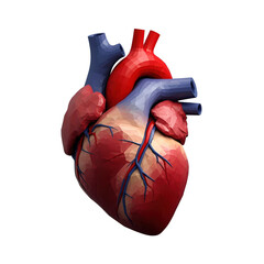 3D low poly illustration of human heart with visible arteries and veins, showcasing stylized anatomical design. heart is depicted in shades of red and blue, highlighting its structure