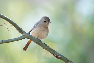 枝に止って見下ろす灰色の小鳥