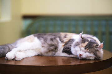 American Curl cat pet sleep on table © Robert