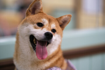 cute Shiba Inu dog pet head