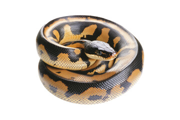 Fototapeta premium Coiled yellow and black patterned snake, isolated on white transparent background, reptiles or wildlife, symbolizing Chinese Lunar New year