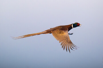 Pheasant flies in the blue sky