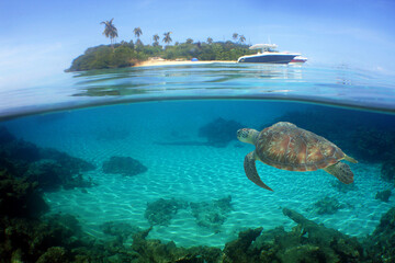 a sea turtle on a reef