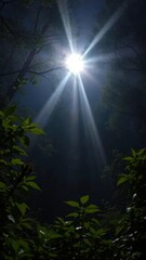 A ray of moonlight filters through forest foliage, leaves, night, trees