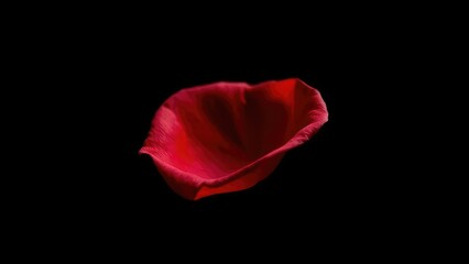 A single rose petal floats against the darkness, red, abstract, art