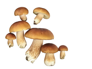 Obraz premium A Group of Delicious Wild Mushrooms Isolated on a White Background