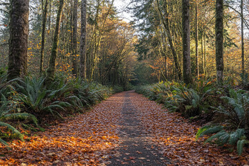 Fototapeta premium Scenic autumn forest path covered with fallen leaves in golden sunlight