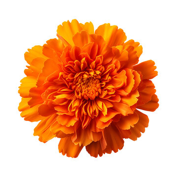Marigold flower isolated on transparent background