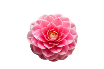 camellia flower image isolated on transparent background