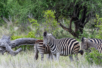 Three african zebras walks among green trees and bushes in savannah. Safari in Kruger National Park, South Africa. Animals wildlife background, wild nature. Burchells Zebra, Equus burchelli 