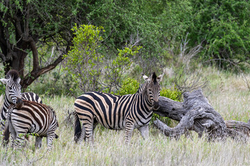 Three african zebras walks among green trees and bushes in savannah. Safari in Kruger National Park, South Africa. Animals wildlife background, wild nature. Burchells Zebra, Equus burchelli 