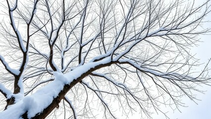 A snow-covered tree branch stretches up towards the sky, winter, bare