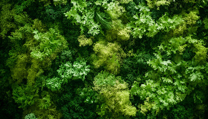 Green Moss: Fresh moss isolated for decorative or craft use.
