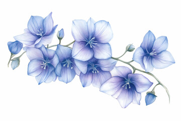 Watercolor Blue Flowers Illustration
