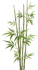 Obraz premium Green bamboo stalks and leaves on transparent background