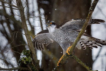 Hawk in snowfall. Northern goshawk, Accipiter gentilis, landing on branch in snowy forest. Majestic...