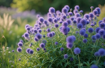 Obraz premium Photo of Globe Thistle flowers with spherical purple blooms, gray-green prickly leaves, tall bushy perennial Echinops ritro blooms. Summer meadow plant in garden, park, prairie, nature, floral