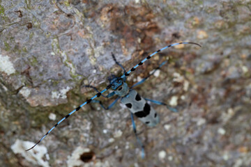 rosalia longicorn (roasila alpina) is a european species