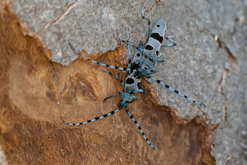  copulating rosalia longicorn (roasila alpina)