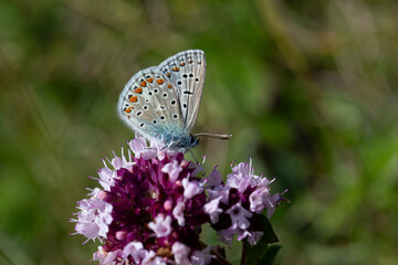 common blue (polyommatus icarus) perching on thyme
