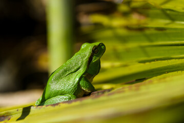 Green tree frog or tree frog on a palm tree close-up
